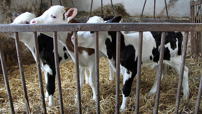 Krowie trojaczki z Konradowa