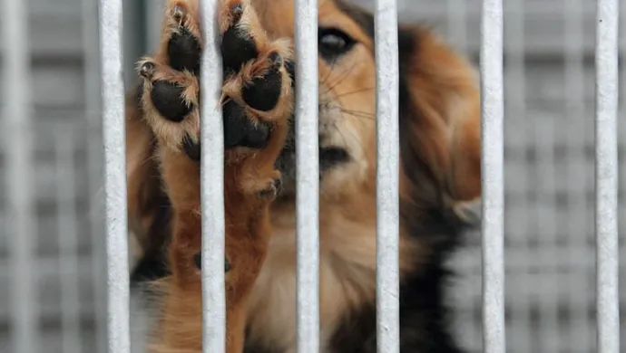 Pieskie życie, pieskie sprawy