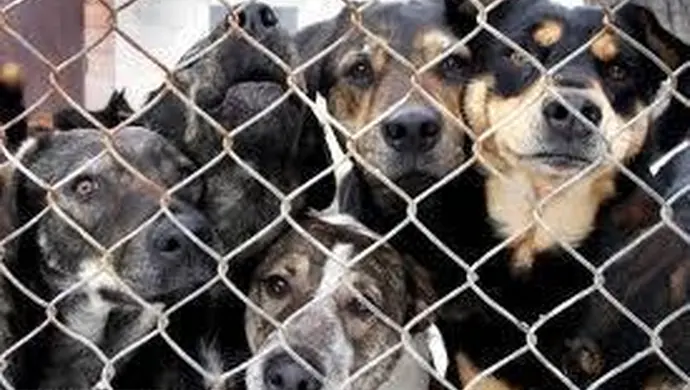 Gmina zapewni bezpańskim psom miejsce w schronisku