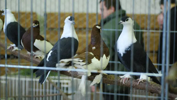 37. Wystawa Okręgowa Gołębi Pocztowych w Sławie