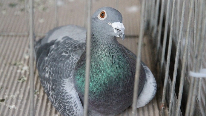 Wystawa Gołębi Pocztowych w Sławie 