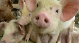 Rolniku, zgłaszaj ubój zwierząt