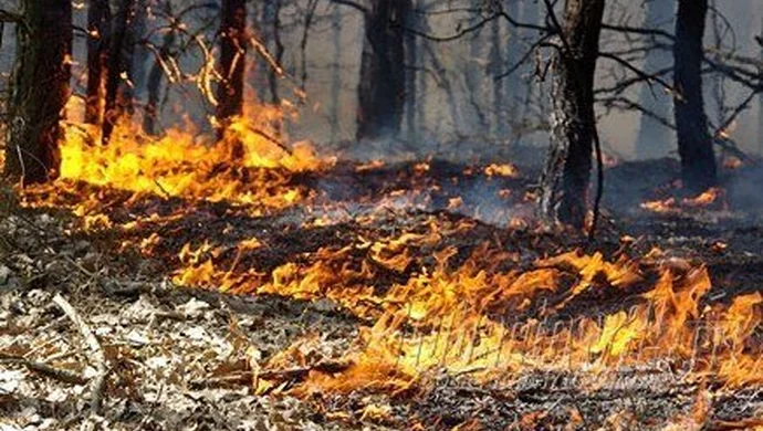 Uważaj z ogniem w lesie