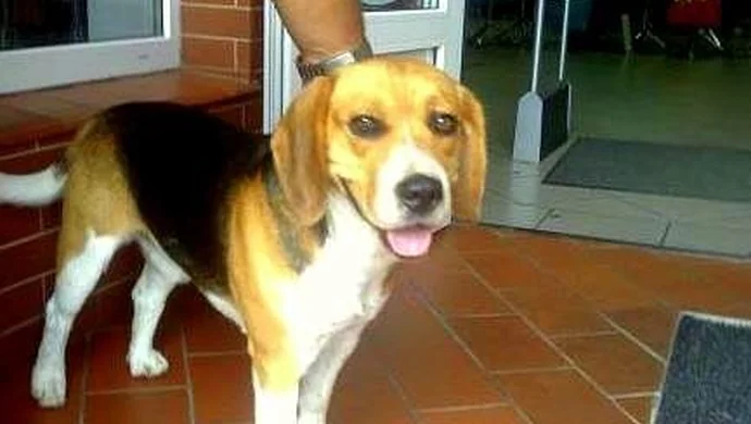 Wschowscy strażnicy miejscy znaleźli beagle'a