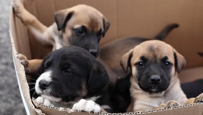 Sposób na porzucenie niechcianych szczeniaków