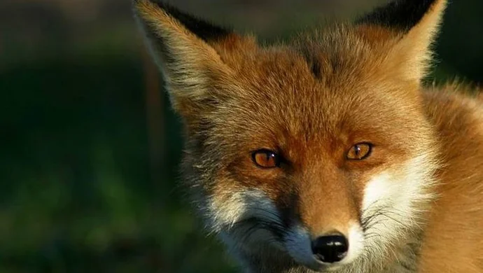 Będą szczepić lisy. Grzybiarze powinni uważać. Psy także