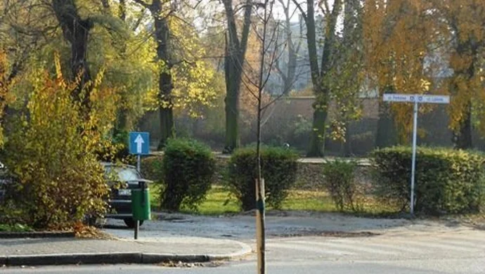 W ramach utrzymania zieleni nasadzą 150 drzew