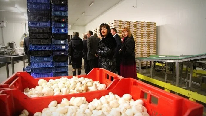 Agrochamp uznano Organizacją Producentów Owoców i Warzyw. Relacja z uroczystości