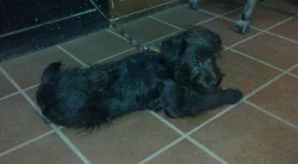 Pomóż w identyfikacji pieska