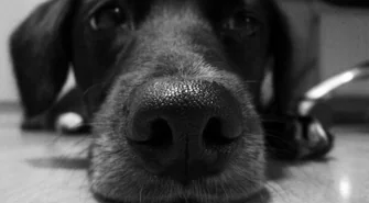 Potraktował psa jak przedmiot. Grożą mu 3 lata