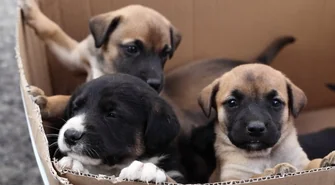 Sposób na porzucenie niechcianych szczeniaków