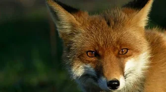 Będą szczepić lisy. Grzybiarze powinni uważać. Psy także