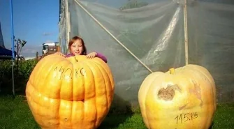 Gigantyczne dynie z Nowego Strącza