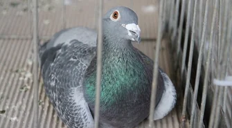 Wystawa gołębi w Staszicu