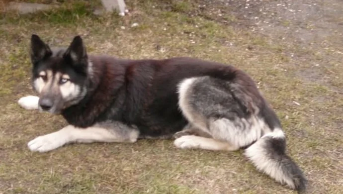 Porzucony pies rasy husky