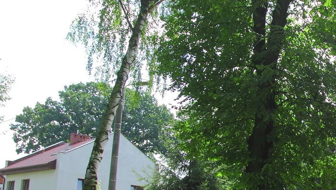 Pochylona brzoza i przeciek z szamba