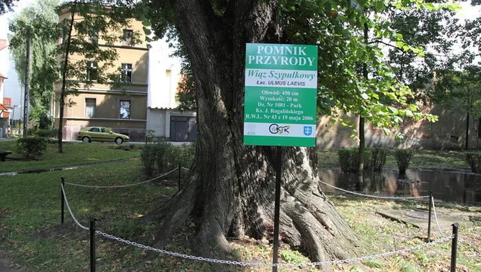 Wiąz i platan oznaczone