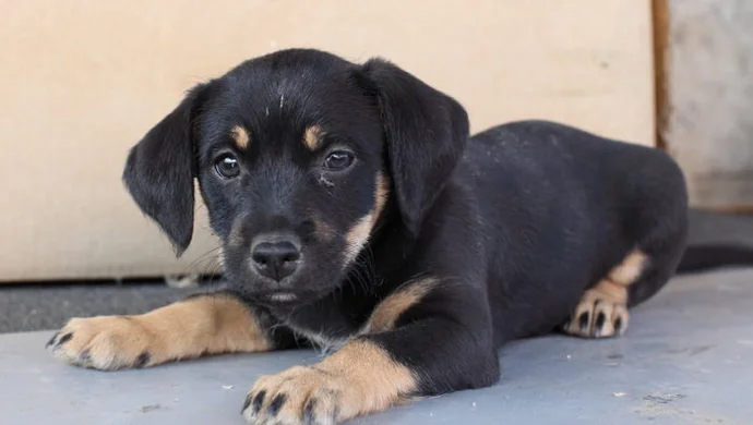 Trzy szczeniaki czekają na adopcję
