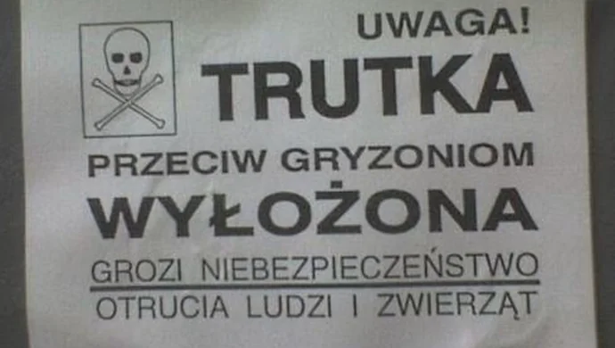 Czy mamy problem ze szczurami w mieście