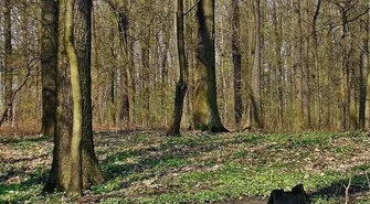 Problemy z lasem w Łęgoniu