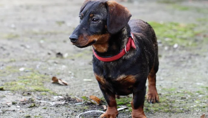 Znaleziony na terenie Dębowej Łęki