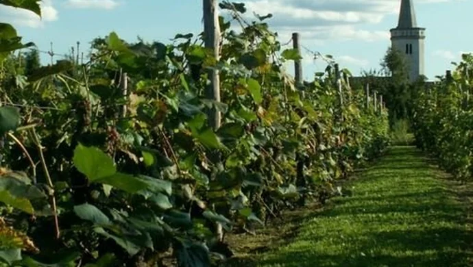 Powiat Wschowski na Winobraniu