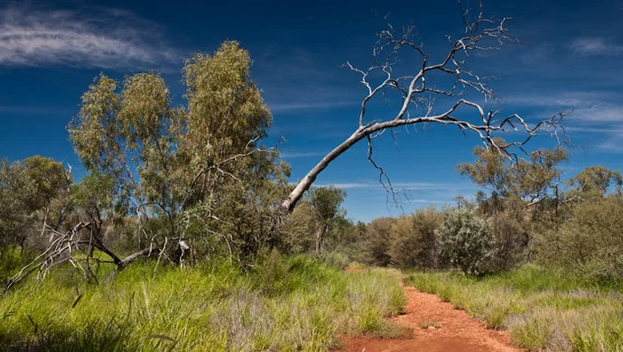 Mr. Outback - Australijska Przygoda z Twórczymi Horyzontami