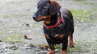 Znaleziony na terenie Dębowej Łęki