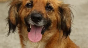 Znaleziono dwa pieski