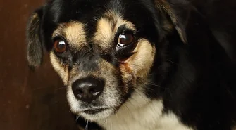 Znaleziono dwa pieski