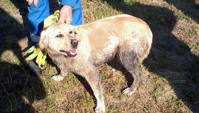 STRAŻ MIEJSKA: Zagubiony labrador