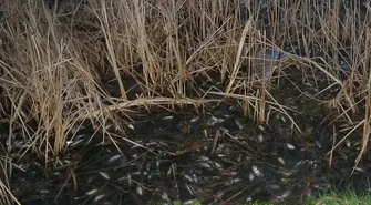 Martwe ryby w Zatoce Radzyńskiej