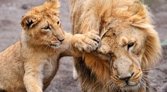 Feliteon: Drażniąc lwy, czyli małe jest tanie i piękne