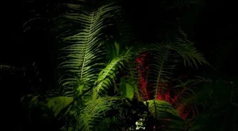 Konkurs Wianków Świętojańskich