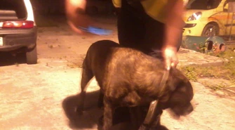 Psy zagrażały mieszkańcom Tylewic