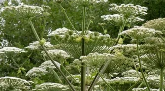 Barszcz Sosnowskiego w Szlichtyngowej