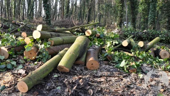 Ruszyły prace pielęgnacyjne w Parku Miejskim w Sławie