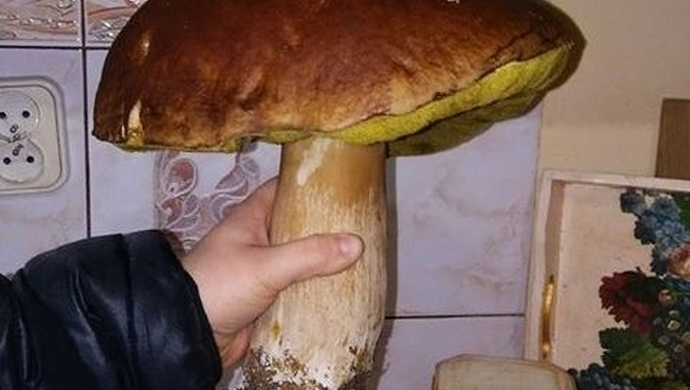 Mieszkanka powiatu znalazła prawdziwego olbrzyma