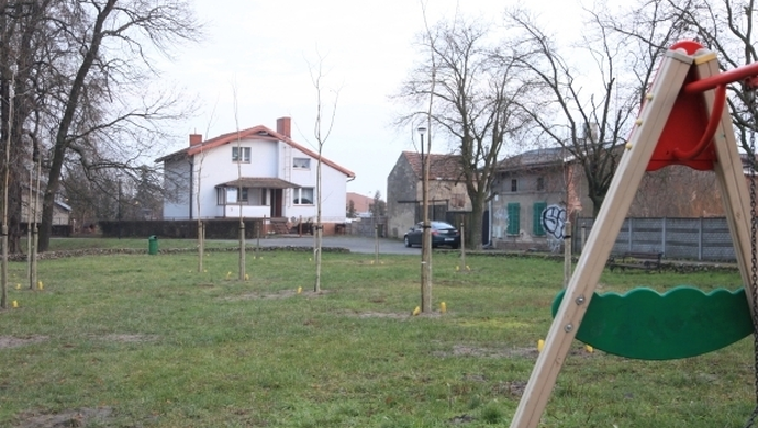 Nasadzenia drzew. Pytanie o rodzaj drzew i dlaczego w tym miejscu