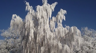 Niesamowite rzeźby wykonane przez mróz