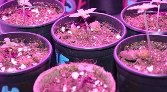 3 miesięczne areszty za uprawę i handel narkotykami