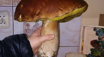 Mieszkanka powiatu znalazła prawdziwego olbrzyma