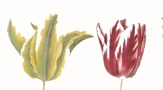 Zasadzą 400 tulipanów