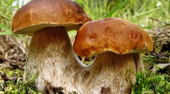 Lasy pełne grzybów, nowi pracownicy z nowymi pomysłami - gmina Szlichtyngowa ze Strategią Rozwoju