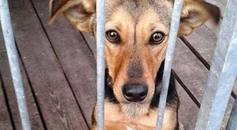 Pomóż znaleźć dom dla Tosi