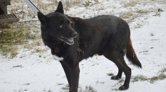 Pomóż znaleźć dom dla Leo 
