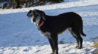 Czy ktoś jeszcze pokocha Baję?