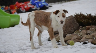 Pomóż znaleźć dom dla Marleya