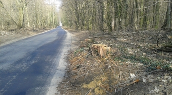 Wystające pnie na poboczu drogi do Nowych Ogrodów