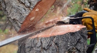 Sława: Wycinka drzew wstrzymana